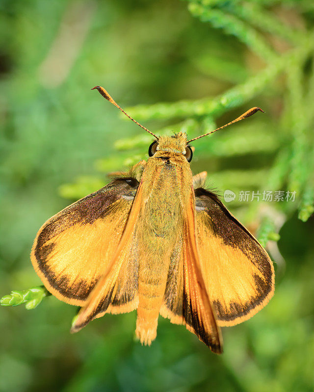 大昆虫啄木鸟的Skipper Moth (Polites peckius)